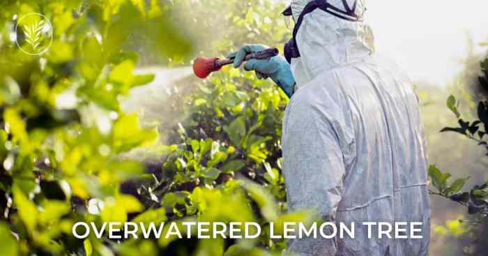 Problem lemon tree diagnosis